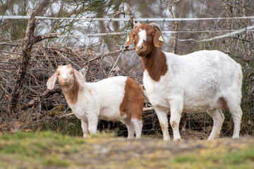 Wall Mural - goat with baby goat in a meadow