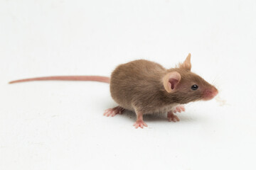 Wall Mural - Gray common house mouse isolated on white background
