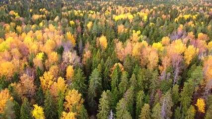 Wall Mural - Mixed autumn forest viewed from above. Video from the drone. Traffic over the trees. Autumn landscape. Yellow trees. Nature.