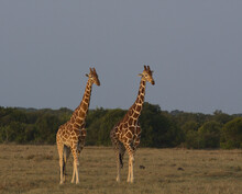 Two Reticulated Giraffes Walking Gracefully Together In The Wild Ol Pejeta Conservancy, Kenya