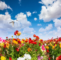 Wall Mural - Big bird fly over the ground