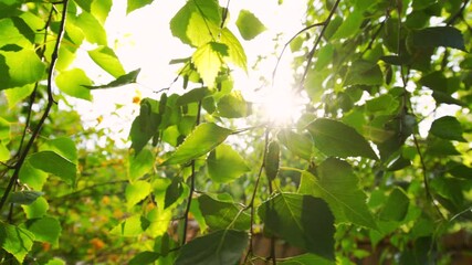 Wall Mural - Shining sun rays and fresh green leaves of tree, 4k video