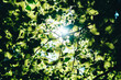 Sonnenstrahlen und Blätter