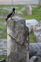 hooded crow on an ancient column in the roman forum, Rome, italy

(Corvus cornix)