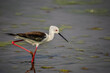 long legged black winged stilt and it's reflection in a marsh in Marievale bird Sanctuary