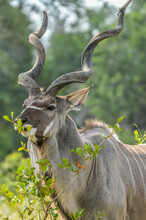 A Large Male Kudu Antelope With Big Horns In Kruger National Park South Africa