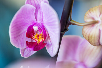 Wall Mural - Light pink orchid flower on a twig, houseplant on a blue green blurred bokeh backdrop. Macro. Close-up