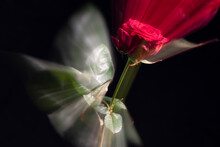 Red Rose Photographed With Zoom Burst
