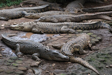 Group Of Crocodiles Sunbathing On The Lake Side