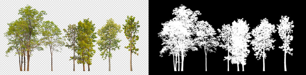 Poster - collection tree on transparent background picture