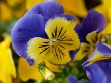 (Viola Wittrockiana) Nahaufnahme Auf Garten-Stiefmütterchen Mit Blaue Und Gelbe Zweifarbige Blütenblättern