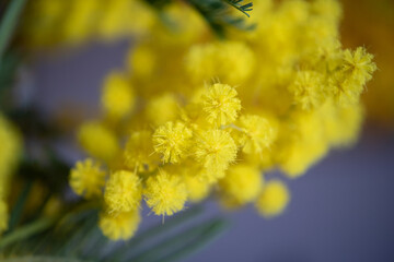 Wall Mural - sfondo bokeh con primo pino di fiori di mimosa gialla