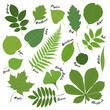 Big set of green leaves of various trees. Fern, chestnut, maple, mountain ash, ginkgo biloba. Collection of green plants. Isolated elements for design on white background. Stock vector illustration.