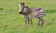 Hartmanns Berg Zebra mit Baby  1090954