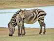 Hartmanns Berg Zebra mit Baby P1090059