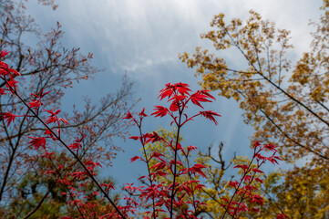 Wall Mural - Red Japanese maple leafs against blue sky