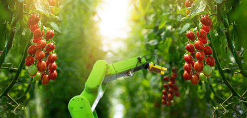 Autocollant - Robot is working in greenhouse with tomatoes. Smart farming and digital agriculture 4.0