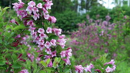 Sticker - Blossoming flowers rhododendron in the  Minsk a botanical garden, nature background.
