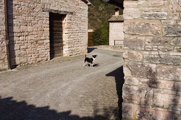 Wall Mural - A black and white dog on a dirt road of a medieval italian village (Marche, Italy, Europe)