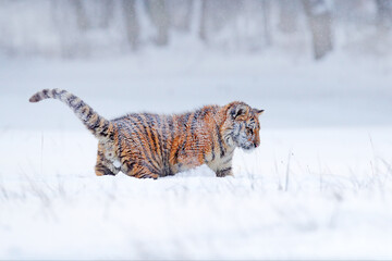 Wall Mural - tiger snow run in wild winter nature. siberian tiger, panthera tigris altaica. action wildlife scene