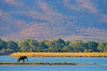 Zambezi River With Elephant, Mountain In Zambia In The Background. Elephant Near The Water, Mana Pools NP, Zimbabwe.
