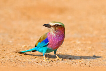 Wall Mural - Lilac-breasted roller, Coracias caudatus, head with blue sky. Pink and blue animal. Evening sunset with bird on the tree. Beautiful African bird, close-up portrait. Detail portrait of beautiful bird.