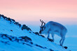 Caribou in snow. Wild Reindeer in snow, Svalbard, Norway. Deer on rocky mountain in snowy habitat. Wildlife scene from nature. Animal above the sea. Arctic ocean, winter condition.