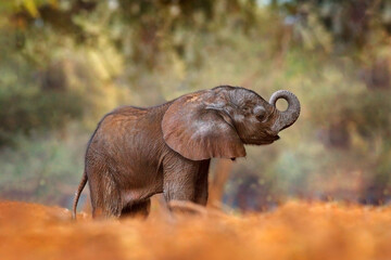 Young pup Elephant at Mana Pools NP, Zimbabwe in Africa. Big animal in the old forest, evening light, sun set. Magic wildlife scene in nature. African baby elephant in beautiful habitat.