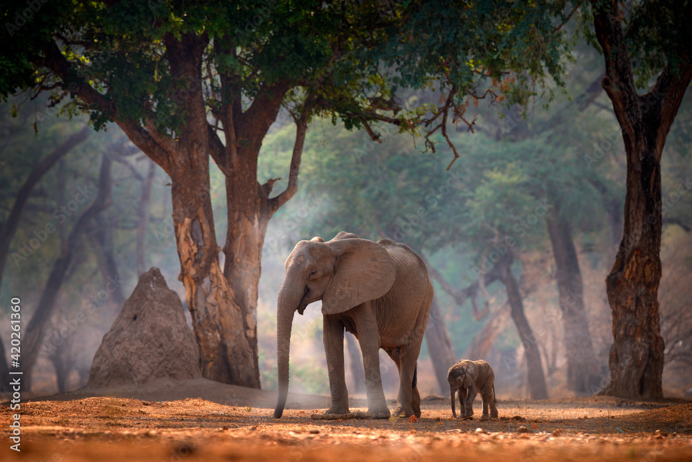 Elephant with young baby.  Elephant at Mana Pools NP, Zimbabwe in Africa. Big animal in the old forest, evening light, sun set. Magic wildlife scene in nature. African elephant in beautiful habitat. - obrazy, fototapety, plakaty 