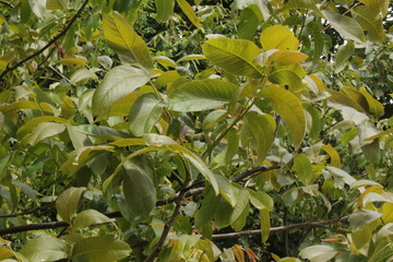 Wall Mural - Green fruits ripen on a walnut tree in a summer garden