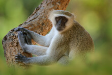 Vervet Monkey, Chlorocebus Pygerythrus, Portrait Of Grey And Black Face Animal In The Nature Habitat, Balule Near The Mana Pools NP, Zimbabwe. Wildlife Scene From Nature. Monkey In Green.