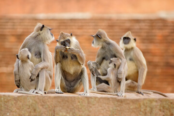 Wall Mural - monkey family. mother and young running on the wall. wildlife of sri lanka. common langur, semnopith