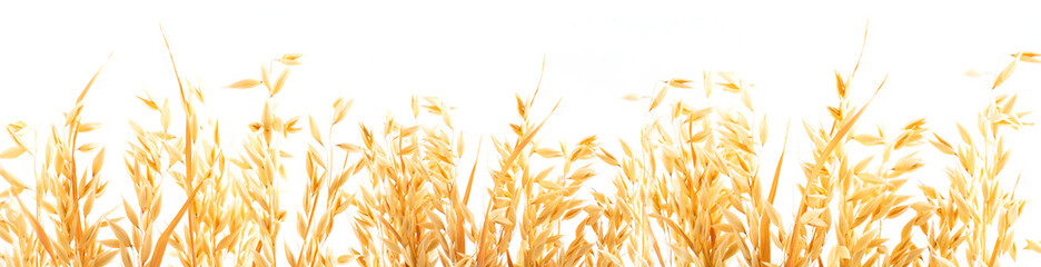 Golden ripe plant ears of oats on a white background, isolated from the background. Selective focus