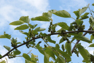 Wall Mural - Green mulberries ripen on tree branches in the garden in spring