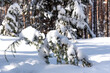 © AShashkov - Majestic winter landscape. frosty pine tree under sunlight at sunset. christmas holiday concept, unusual wonderful landscape. fantastic wintry background.