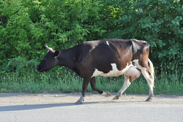 a cow walks home in the evening on a rural street