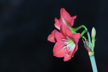 Wall Mural - red and yellow flower