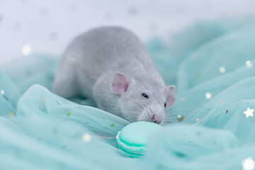 Wall Mural - A small cute gray decorative rat sits among folds of mint light and airy fabric with sequins. A funny animal. Rodent close-up. Mint or green background.