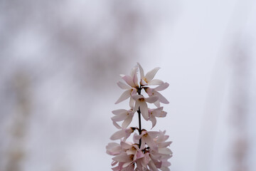 Wall Mural - Abeliophyllum distichum flowers that just bloomed in early spring