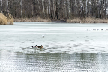 Winter or early spring landscape with frozen water and forest in Poland, Europe. Two mallards and gulls on the melting ice sheet covering the lake or pond.