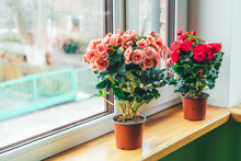 Bright Begonias On The Window. Gardening At Home. Selective Focus. Place For Text.