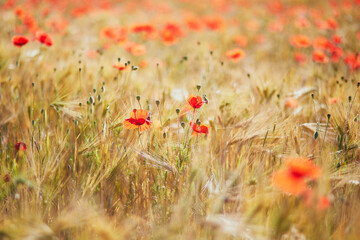 Wall Mural - Beautiful field of red blooming poppies and golden wheat spikes