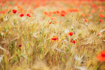 Wall Mural - Beautiful field of red blooming poppies and golden wheat spikes