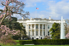 White House And Spring Blossoms - Washington D.C. United States Of America