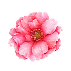 Pink camellia flower element. Lush spring blossom. Bright camellia watercolor flower. Hand drawn botanical illustration. Floral element isolated on a white background.