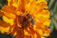 On The Yellow Tagetes Flower, The Honey Bee Collects Nectar. Selective Focus