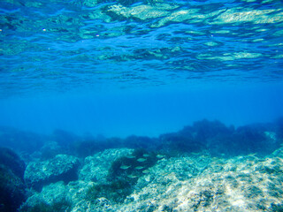 Underwater view from sea bottom with rocks and seaweed in blue clear waters of Ionian Sea in Greece. Diving, watching fish deep in wild sea