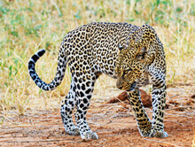 View Of A Leopard Standing On The Grass In The Safari On A Sunny Day