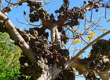 Cluster Of Roxburgh Fig Fruits Hanging On The Tree