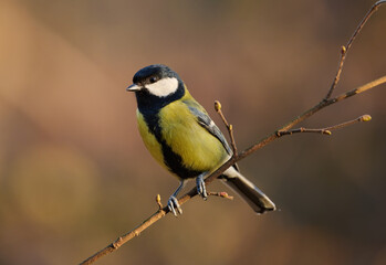 Wall Mural - Beautiful great tit (Parus major)